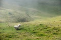 Sheeps in foggy mountains Royalty Free Stock Photo