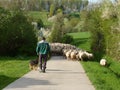 Sheeps follow shepherd Royalty Free Stock Photo