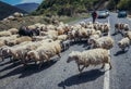 Sheeps in Georgia