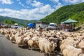 Sheeps on Georgian Military Road, Georgia Royalty Free Stock Photo