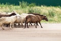 Sheeps go pasture. Sheeps herd. White and brown sheeps on road