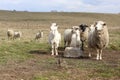 Sheeps with Goat Royalty Free Stock Photo