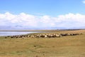 Sheeps and Goats in Kyrgyzstan at Lake Song-Kul (Song-Kol
