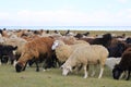 Sheeps and Goats in Kyrgyzstan at Lake Song-Kul (Song-Kol