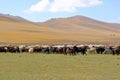 Sheeps and Goats in Kyrgyzstan at Lake Song-Kul (Song-Kol