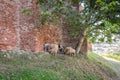 Sheeps and goats near the wall Royalty Free Stock Photo