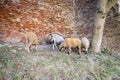 Sheeps and goats near the wall Royalty Free Stock Photo
