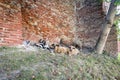Sheeps and goats near the wall Royalty Free Stock Photo