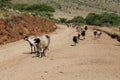 Sheeps going by village road