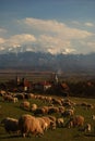 Sheeps at grass Royalty Free Stock Photo