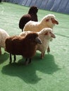 Sheeps on the grass Royalty Free Stock Photo