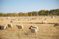 Sheeps on the grassland Royalty Free Stock Photo