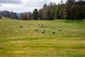 Sheeps graze in a field outside of Balmoral Castle, Scotland Royalty Free Stock Photo