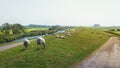 Sheeps graze the grass on the in the beautiful Frisian coun