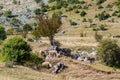 Sheeps graze on a meadow of mountain at sunset of Greece. Royalty Free Stock Photo