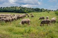 Sheeps graze on a meadow of mountain at sunset of Greece. Royalty Free Stock Photo