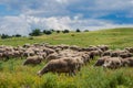Sheeps graze on a meadow of mountain at sunset of Greece. Royalty Free Stock Photo