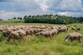 Sheeps graze on a meadow of mountain at sunset of Greece. Royalty Free Stock Photo