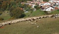 Sheeps graze in the mountains