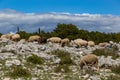 Sheeps graze at the mountains. Summer day Royalty Free Stock Photo