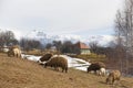 Sheeps graze in the spring meadows among the mountains. Royalty Free Stock Photo