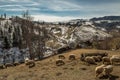 Sheeps graze in the spring meadows among the mountains. Royalty Free Stock Photo