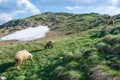 Sheeps grazes on high-mountainous green hills with snow in background. Durmitor National Park. Montenegro Royalty Free Stock Photo