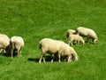 Sheeps grazing