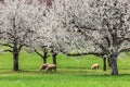 Sheeps grazing in a blooming orchard with cherry tree flowers