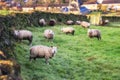 Sheeps Grazing Countryside UK