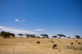 Sheeps Grazing Fields Meadows Kenyan Landscape Nature Grassland In Narok County Kenya East Africa