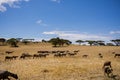 Sheeps Grazing Fields Meadows Kenyan Landscape Nature Grassland In Narok County Kenya East Africa