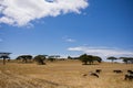 Sheeps Grazing Fields Meadows Kenyan Landscape Nature Grassland In Narok County Kenya East Africa