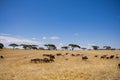 Sheeps Grazing Fields Meadows Kenyan Landscape Nature Grassland In Narok County Kenya East Africa