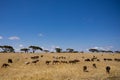 Sheeps Grazing Fields Meadows Kenyan Landscape Nature Grassland In Narok County Kenya East African