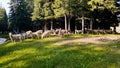 Sheeps are grazing on the grass in the countryside