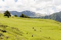 Sheeps grazing in green valley in Caucasus mountains. Georgia, Tusheti Royalty Free Stock Photo