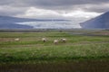 Hoffell area in Iceland Royalty Free Stock Photo
