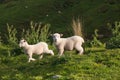 Sheeps grazing lush green pastures of New Zealand - Image