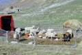 sheeps grazing at the meadow in the italian Alps