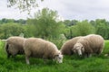 Sheeps grazing in the medow next to Salisbury