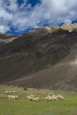 Sheeps grazing near Chandrataal,Spiti Valley,Himachal Pradesh,India