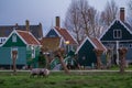 Sheeps grazing near traditional old country farm house in the museum village of Zaanse Schans, Netherlands Royalty Free Stock Photo