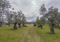 Sheeps grazing between olive trees