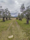 Sheeps grazing between olive trees