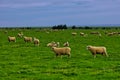 Sheeps grazing outdoor green grass