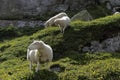Sheeps grazing on the rocks. Royalty Free Stock Photo