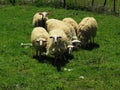 Sheeps at a green field