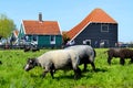 Sheeps on green field