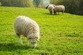 Sheeps on green grass